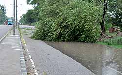 A tree on the Bathinda-Dabwali road couldnt stand the heavy downpour on Friday afternoon and collapsed