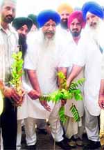 Gulzar Singh Ranike plants a sapling at Verka in Amritsar on Saturday