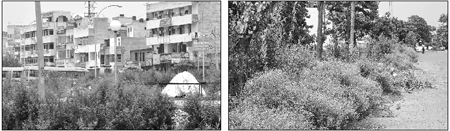 Congress grass at a residential area in Matore village, Mohali; and (right) the area behind the PCA at Phase IX covered with congress grass in Mohali.