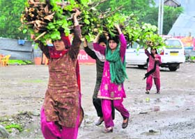 Women carry firewood on their head in Ganderbal district
