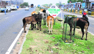 Stray cattle on Kunjwani-Nagrota highway bypass in Jammu. 