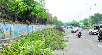 Roadside trees were chopped off by the authorities during a cleanliness and beautification drive at BC Road in Jammu.