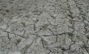 Paddy saplings have succumbed to dry weather near Bhana village of Faridkot district. 
