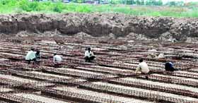Construction work in progress at the site of the sewage treatment plant at Rangia Mandi near Ambala Cantonment.