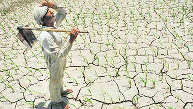 A dejected Karnal farmer looks skyward in his parched paddy field. 