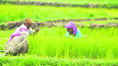 Farmers harvest their crop after the recent rainfall in the region. 