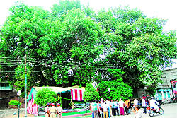 A view of the more than a century-old lush green Pipal tree in the Durgiana Temple complex 