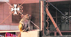 Monkeys are a nuisance for Mohali residents.