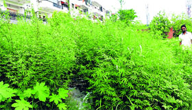 Wild growth near PSB Society in Sector 49, Chandigarh.