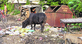 A view of the bachat bhavan site, which has been converted into a garbage dump.