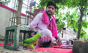 A self styled astrologer sits on the roadside with his parrot near mini-secretariat in Ludhiana.