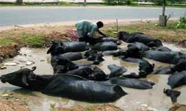 Due to the high temperature, milch cattle fail to eat properly and need to be taken care of well.