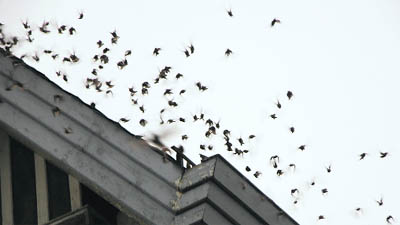 House sparrows fly in the hill town of Shimla. House sparrows can be found across Europe and Asia, making it the most widely distributed bird.