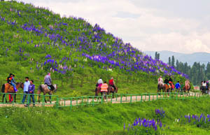 Domestic tourists enjoy a ride on ponies in Gulmarg.