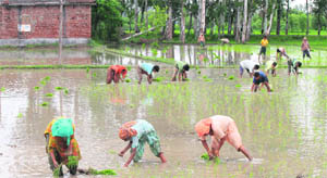 Farmers sow paddy saplings after a fresh spell of rain near the international border in Suchetgarh area of RS Pura on Wednesday. 