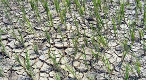 Basmati transplantation has come to a halt in Moga.