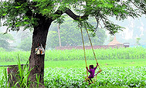 A child enjoys himself on a swing as his parents work in a field in a Karnal village