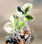 A plant which produces the critical enzyme which helps in anti-ageing