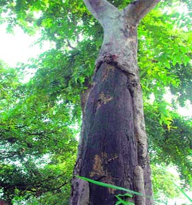 Bark Basics: Avoid using roadside trees for medicinal purposes