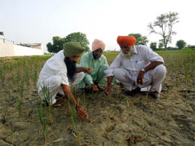 Farmers in a Moga village assess their paddy crop that is wilting due to to less rains.