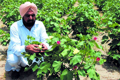 Baldev Singh, a farmer, looks at the newly-bloomed cotton flowers in his field in Jhanduke village in Bathinda district on Friday.