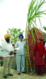 A file photo of Pingalwara Society president Inderjit Kaur and farm manager Rajbir Singh at the organic farm in Amritsar.
