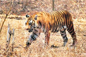 It is very hard to catch a glimpse of the big cat