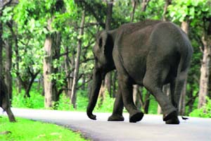 Elephants are aplenty in the game reserve