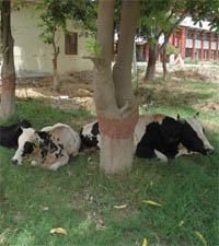 Stray cattle at the District Administrative Complex in Muktsar. 