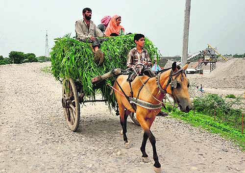 A family stocks fodder for their cattle, as temperature in Jammu dropped due to downpour in upper areas.