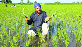 A happy farmer after the spell of rain in Passi Bet near Jalandhar.
