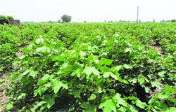 Cotton crop at Kirpal Patti village in Sirsa on Monday. A Tribune photograph