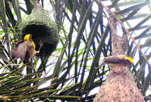 Weaver birds on a tree in Hemda village in Karnal district.