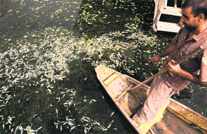A boatman looks at dead fish floating on the Nigeen Lake on Monday. 