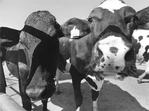 Organically reared cows burp twice as much methane as conventionally reared cattle  and methane is 20 times more powerful a greenhouse gas than CO2
