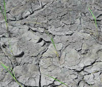 A view of a paddy field abandoned by a farmer due to a rain shortfall at Titukhera in Sirsa. 