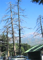 Dozens of deodar trees that have dried up due to climate change. Photo by writer