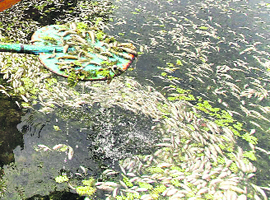 On August 5, thousands of dead fish were found floating on the waters of Srinagars Nigeen Lake