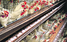 A poultry farm