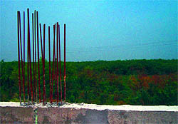 The CUP campus at Ghudda has proven to be the perfect breeding ground for grasshoppers
