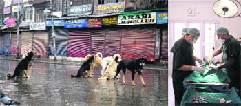 Srinagar grapples with the problem of stray dogs as the authorities continue to go slow on the sterilisation drive to check their population; and (right) a veterinarian operates on a dog. 