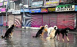 Srinagar grapples with the problem of stray dogs as the authorities continue to go slow on the sterilisation drive to check their population