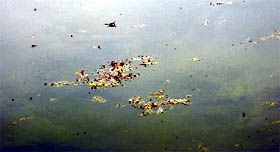 Fungi can be seen on the surface of water