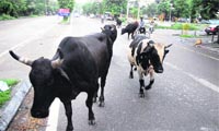 Stray cattle roam around in front of the District Administra