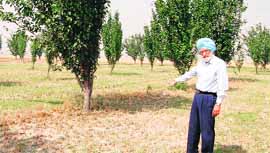 A farmer shows his dried pear orchard at Birbarpura village in Amritsar.
