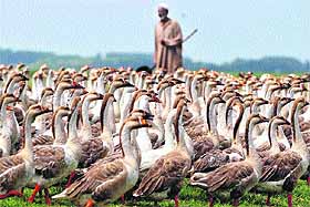 A Kashmiri villager stands next to his swans at a field in Bandipora, north of Srinagar. 