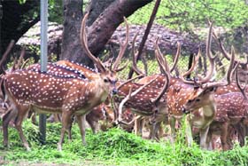 Deer at the Manda sanctuary in Jammu