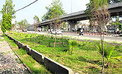 A new greenbelt being developed by the Municipal Corporation along the Lyallpur Khalsa College flyover in Jalandhar