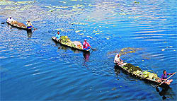Boatmen carry fodder for cattle in the Nigeen Lake of Srinagar on Thursday