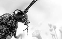 Although the study focused on insects, the principle would be the same for predators in any ecosystem